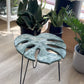 Monstera Leaf Table