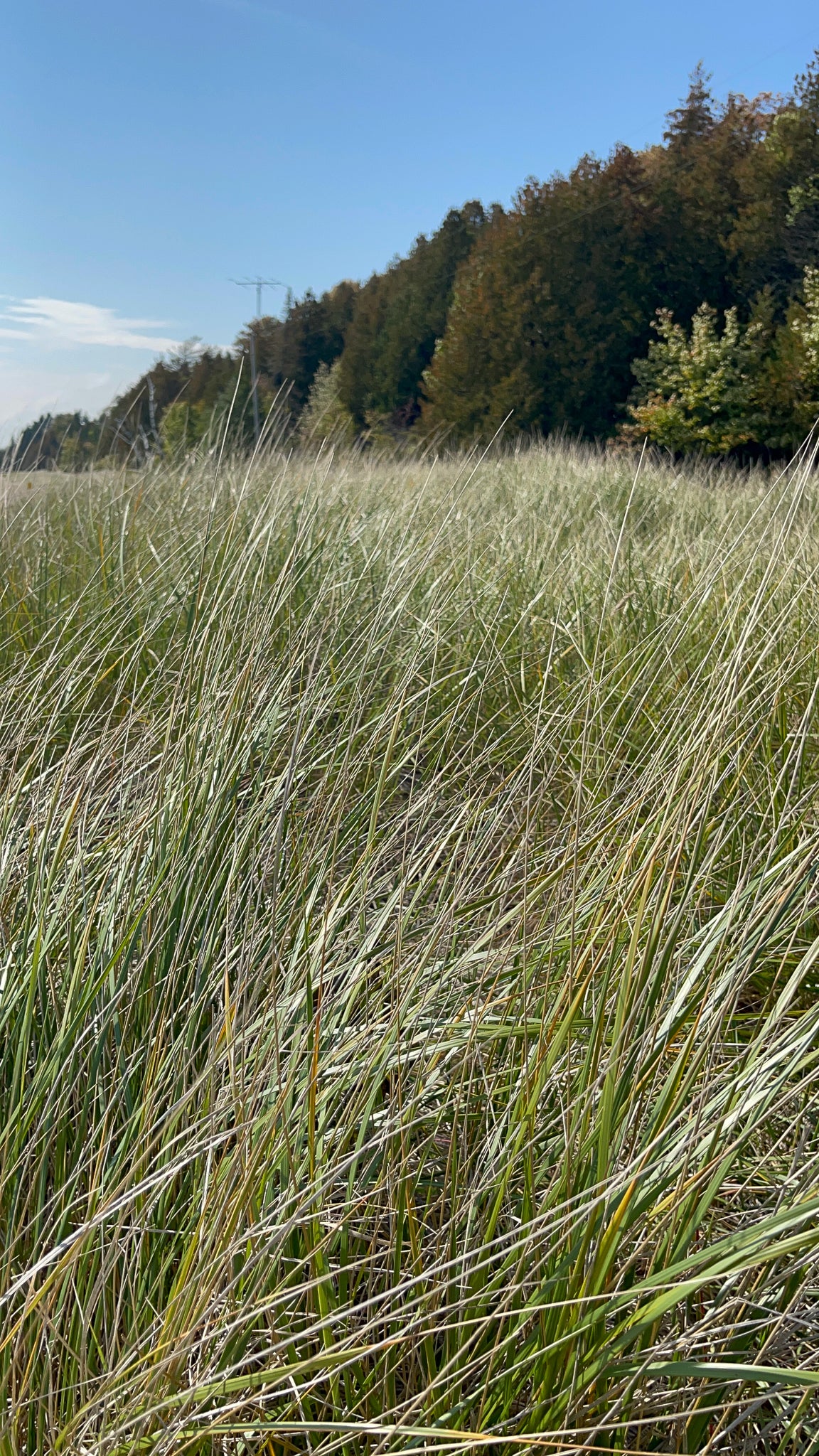 Grassland Harmony