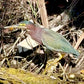 Green Heron