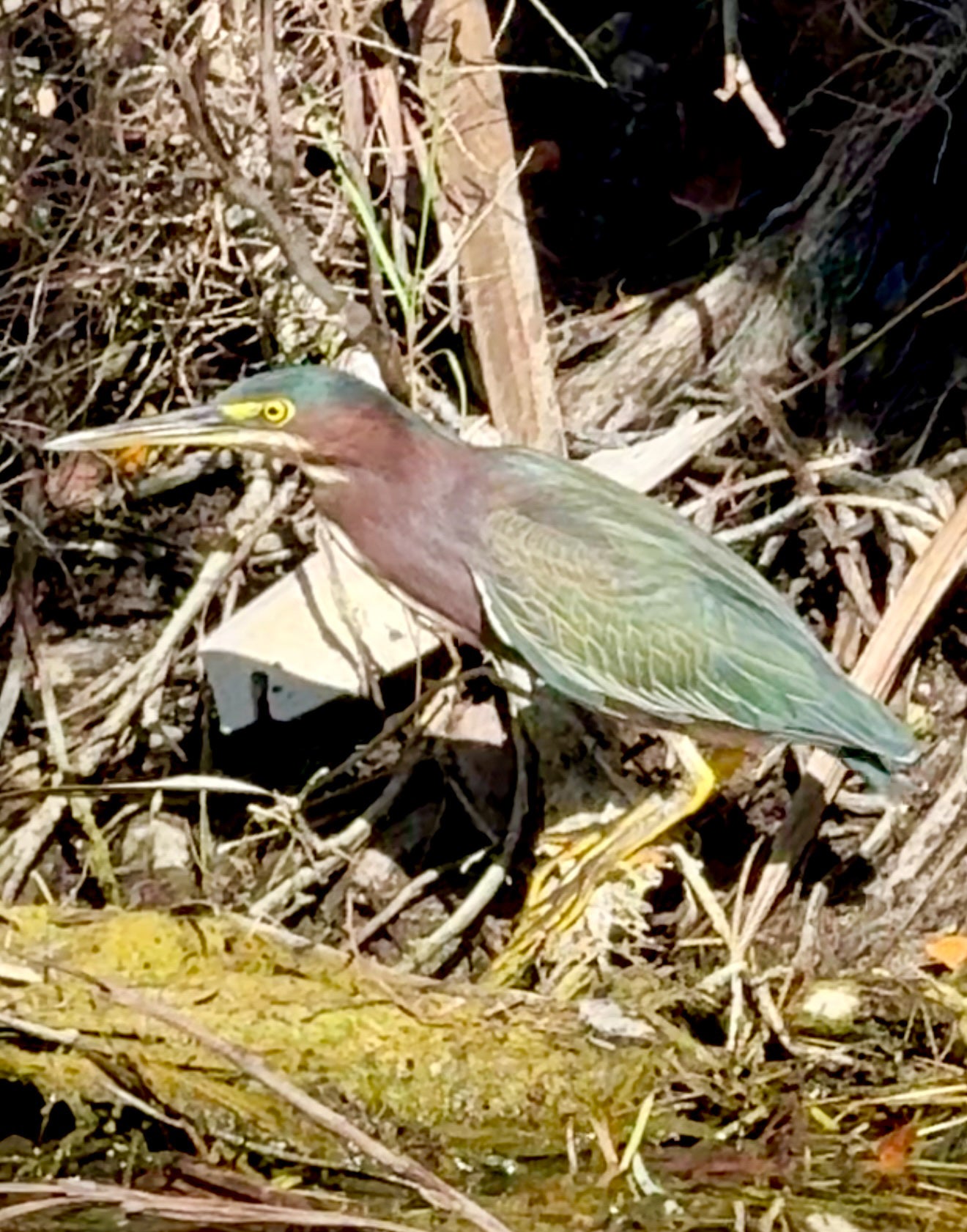Green Heron