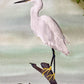 Snowy Egret Elegance