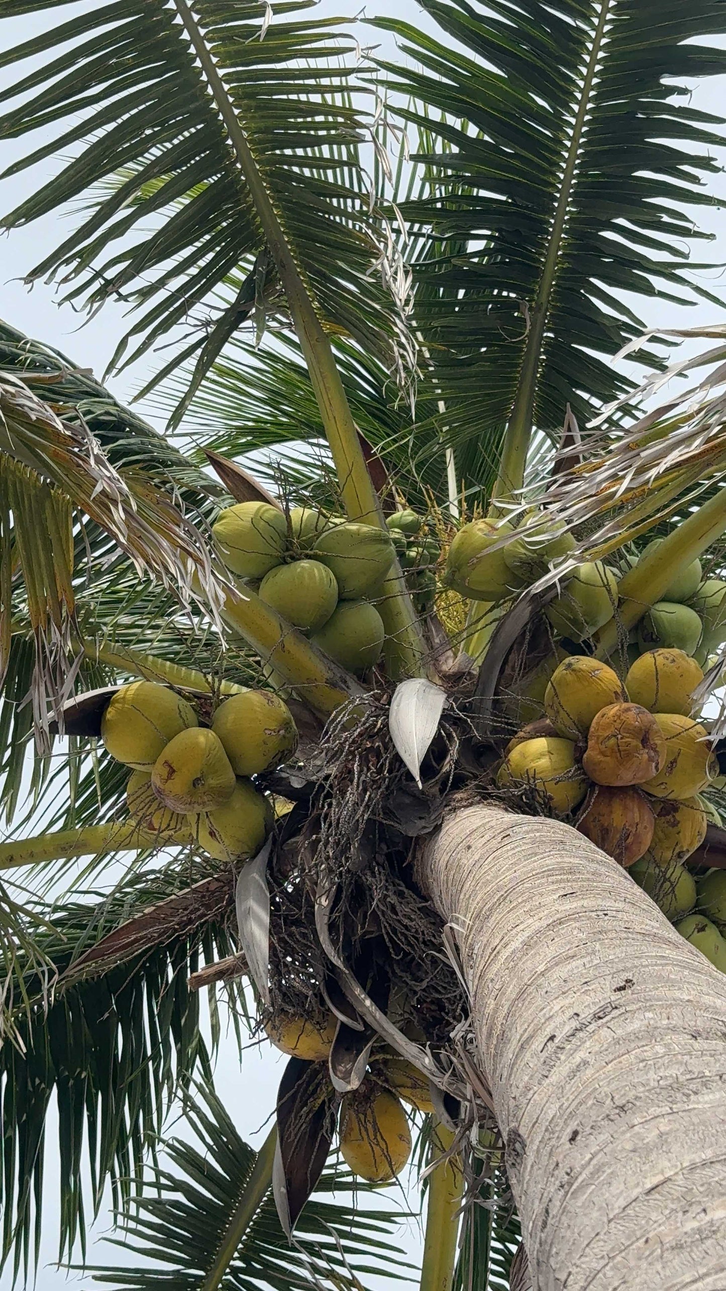 Green Coconuts